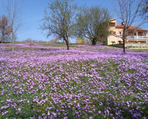 Apartments Alie , Porec